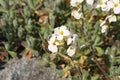 `Caucasian Rock Cress` flower - Arabis Caucasica