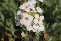 `Caucasian Rock Cress` flower - Arabis Caucasica