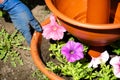 Caucasian senior female in gloves replanting flowers in the pot. Closeup of womans hands planting flowers into the ground. Retired Royalty Free Stock Photo