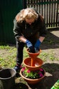 Caucasian senior female in gloves replanting flowers in the pot. Closeup of womans hands planting flowers into the ground. Retired Royalty Free Stock Photo