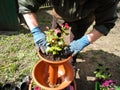 Caucasian senior female in gloves replanting flowers in the pot. Closeup of womans hands planting flowers into the ground. Retired Royalty Free Stock Photo