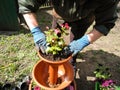 Caucasian senior female in gloves replanting flowers in the pot. Closeup of womans hands planting flowers into the ground. Retired