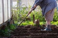 Caucasian Senior man gardener is planting potatoes. Royalty Free Stock Photo