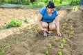 Senior woman planting sprouts in garden