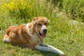 Caucasian sheep dog for the guard of cattle Royalty Free Stock Photo