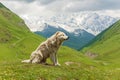 Caucasian sheep dog for the guard of cattle Royalty Free Stock Photo