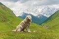 Caucasian sheep dog for the guard of cattle Royalty Free Stock Photo