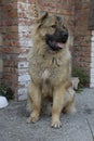 Caucasian shepherd dog Royalty Free Stock Photo