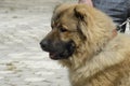 Caucasian shepherd dog Royalty Free Stock Photo