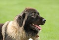 Caucasian Shepherd Dog Royalty Free Stock Photo