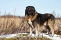 Caucasian Shepherd dog Royalty Free Stock Photo