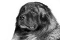 Caucasian Shepherd dog Royalty Free Stock Photo