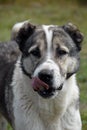 Caucasian shepherd dog Royalty Free Stock Photo