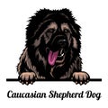 Caucasian Shepherd Dog - dog breed. Color image of a dogs head isolated on a white background Royalty Free Stock Photo