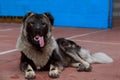 Caucasian Shepherd dog breed Royalty Free Stock Photo