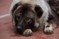 Caucasian Shepherd dog breed Royalty Free Stock Photo