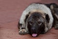 Caucasian Shepherd dog breed Royalty Free Stock Photo