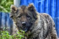 Caucasian Shepherd Dog Royalty Free Stock Photo