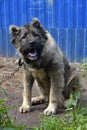 Caucasian Shepherd Dog Royalty Free Stock Photo