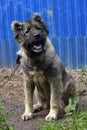 Caucasian Shepherd Dog Royalty Free Stock Photo