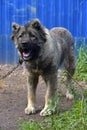 Caucasian Shepherd Dog Royalty Free Stock Photo