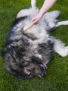 caucasian shepherd dog dog combing dog hair, wool, undercoat