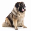 Caucasian Shepherd dog, fluffy dog close-up portrait on white background, loyal friend, cute pet,