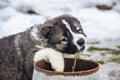 Caucasian shepherd dog