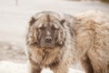 Caucasian Shepherd Dog. Guard dog. Dangerous huge dog Royalty Free Stock Photo