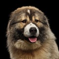 Caucasian Shepherd Dog isolated on a black background