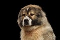 Caucasian Shepherd Dog isolated on a black background Royalty Free Stock Photo