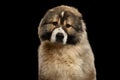 Caucasian Shepherd Dog isolated on a black background