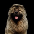 Caucasian Shepherd Dog isolated on a black background Royalty Free Stock Photo