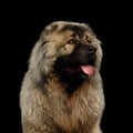 Caucasian Shepherd Dog isolated on a black background Royalty Free Stock Photo