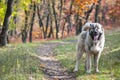 Caucasian Shepherd Dog Royalty Free Stock Photo