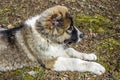 Caucasian shepherd dog is in profile Royalty Free Stock Photo