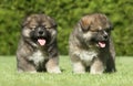 Caucasian Shepherd dog puppies on green lawn