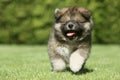 Caucasian Shepherd dog puppy running