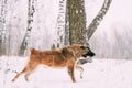 Caucasian Shepherd Dog Running Outdoor In Snowy Field At Winter Royalty Free Stock Photo