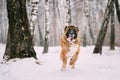 Caucasian Shepherd Dog Running Outdoor In Snowy Field At Winter Royalty Free Stock Photo