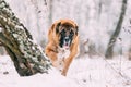 Caucasian Shepherd Dog Running Outdoor In Snowy Forest At Winter Royalty Free Stock Photo