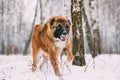 Caucasian Shepherd Dog Running Outdoor In Snowy Forest At Winter Royalty Free Stock Photo