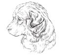 Caucasian Shepherd Dog vector hand drawing portrait