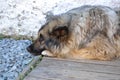 Caucasian shepherd dog is waiting on the old porch Royalty Free Stock Photo