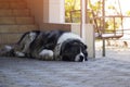 Caucasian shepherd dog in the yard Royalty Free Stock Photo