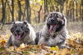 Caucasian Shepherd Dogs