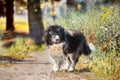 Caucasian shepherd portrait