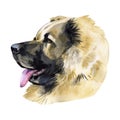 Caucasian shepherd. Portrait. Painting wet watercolor on paper. Naive art. Abstract art. Drawing watercolor on paper.