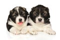 Caucasian Shepherd puppies lie on a white background