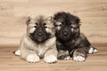 Caucasian shepherd puppies